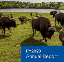 Cover of the annual report showing a group of bison