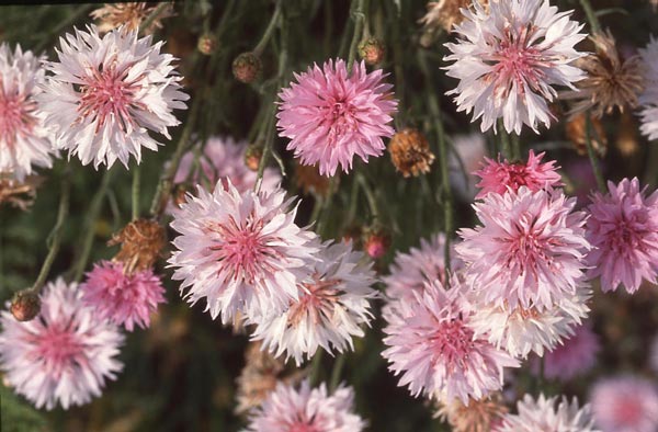 A group of pink and white cornflowers