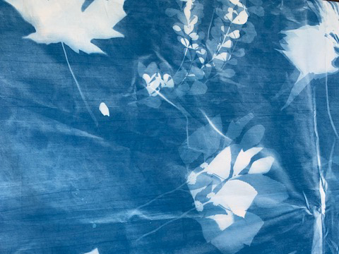 A deep blue cyanotype print showing the shapes of leaves in white