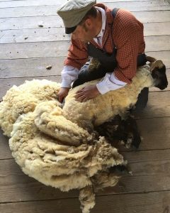 David Fowler shearing sheep.
