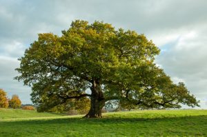 Large Oak tree