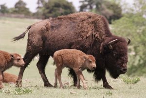 A mother and baby bison walk in stride at the Pawnee Bill Ranch and Museum.