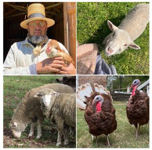 Dave Fowler holding a chicken, Heritage sheep breeds, and the Hunters Home turkeys.