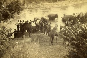 Men watering elephants and camels in a river, for the first Circus in Guthrie.