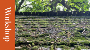 Moss covers the shingles of an old rooftop