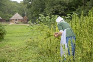 A woman stands in a field conducting a harvest of seeds.