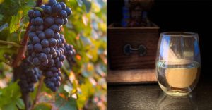 Two images: grapes growing on the vine and a half-full wine glass sitting on a table.