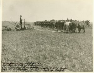Over fifteen horses pulling a plow in a large field, with a man standing on the plow, leading the team forward, 1926.