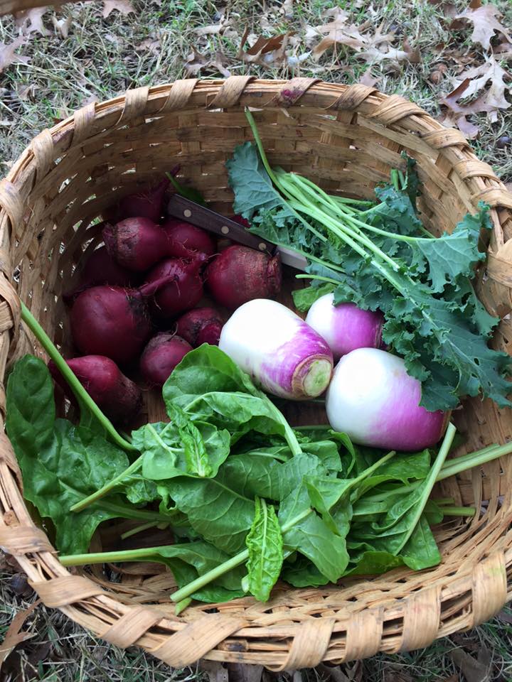 A basket of beets and turnips and greens
