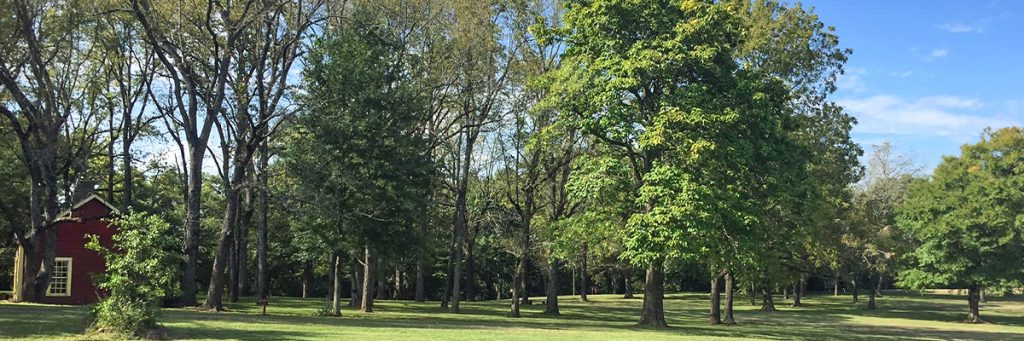 Trees growing at the Fort Towson Historic Site.