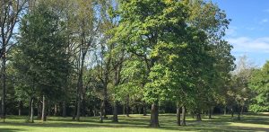 Trees growing at the Fort Towson Historic Site.