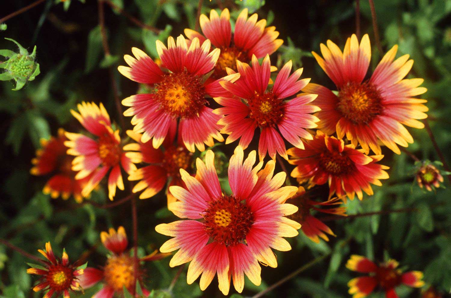 Indian Blanket | The Encyclopedia of Oklahoma History and Culture