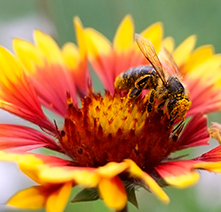 A honey bee sites on top of a red and yellow Indian blanket flower