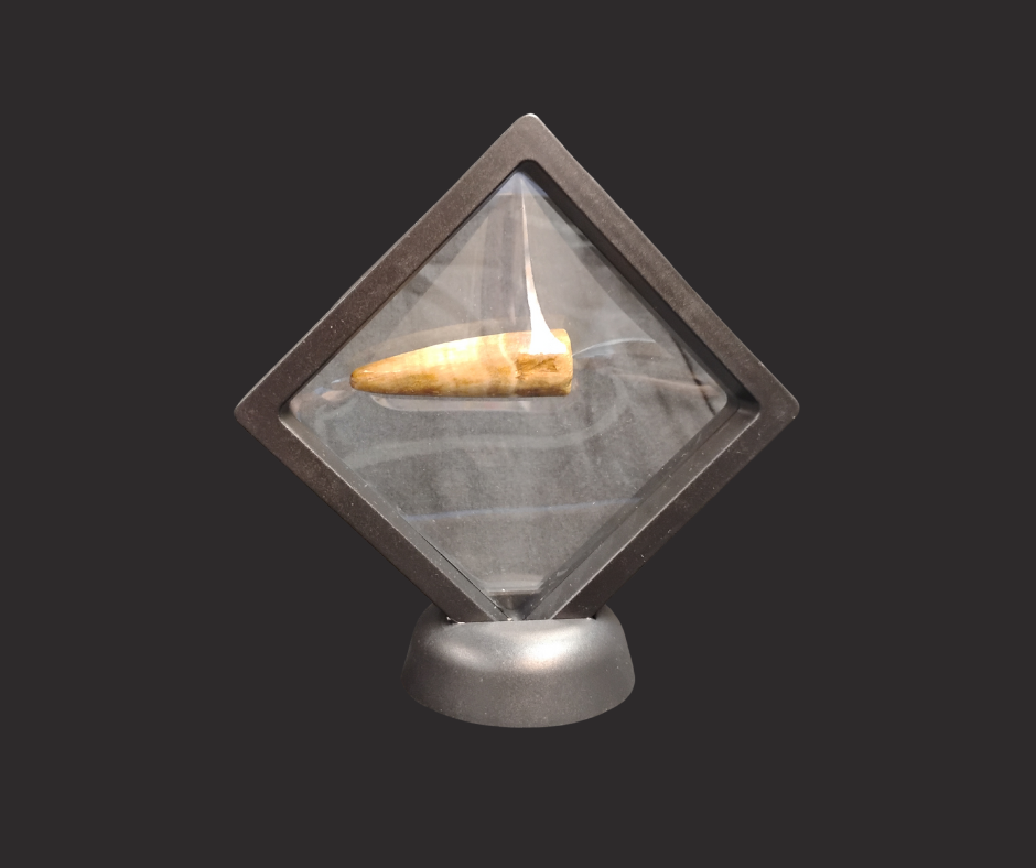 A small, tooth-shaped rock encased in a metal container
