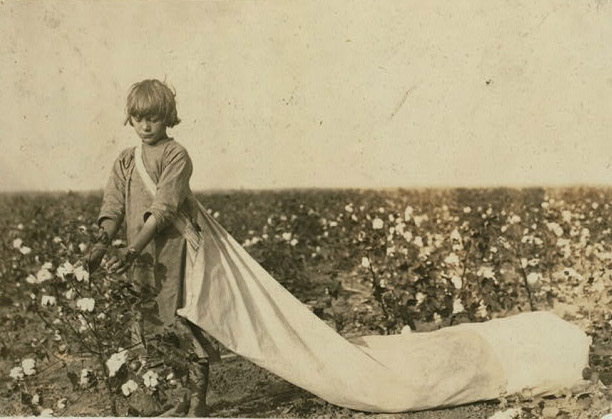 A girl looks down picking cotton in a large field. Her long bag trails behind her and no other people or structures are visible.