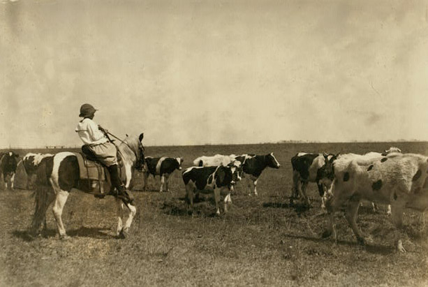 A young girl sits on a horse, pulling back on the reins. Several cows are in front of her in a large field. 