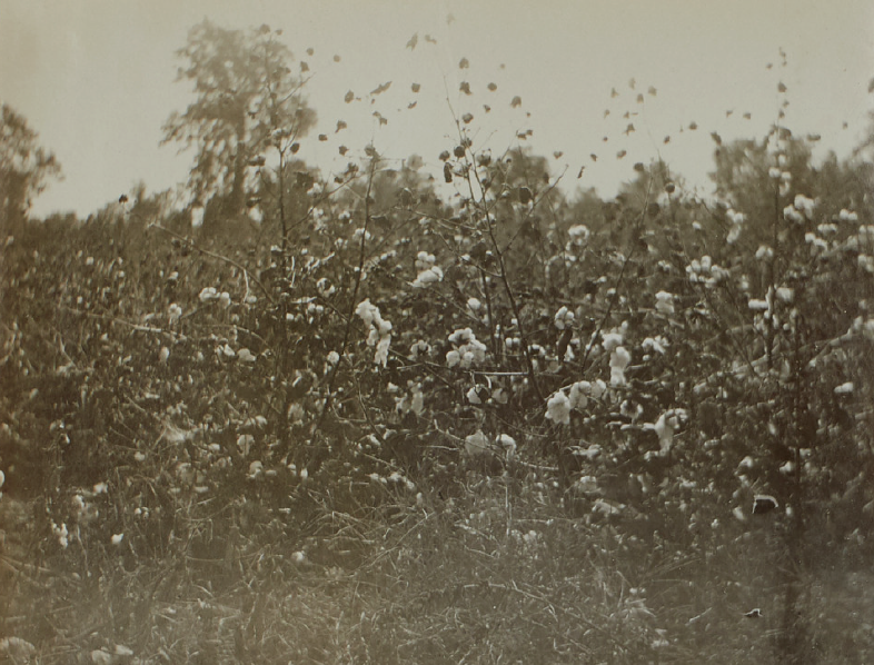A field of cotton