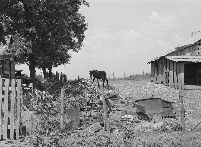 A horse stands in a yard with a ramshackle building on one side, a tree on the other, and debris in the foreground.