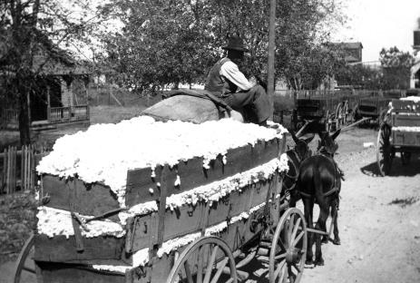 A farmer drives a horse-drawn wagon filled with cotton. 