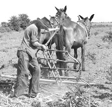 A man stands behind a horse-drawn plow