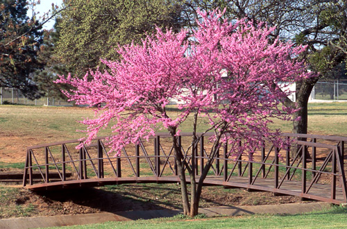 A blooming redbud tree with pink flowers stands in a park.