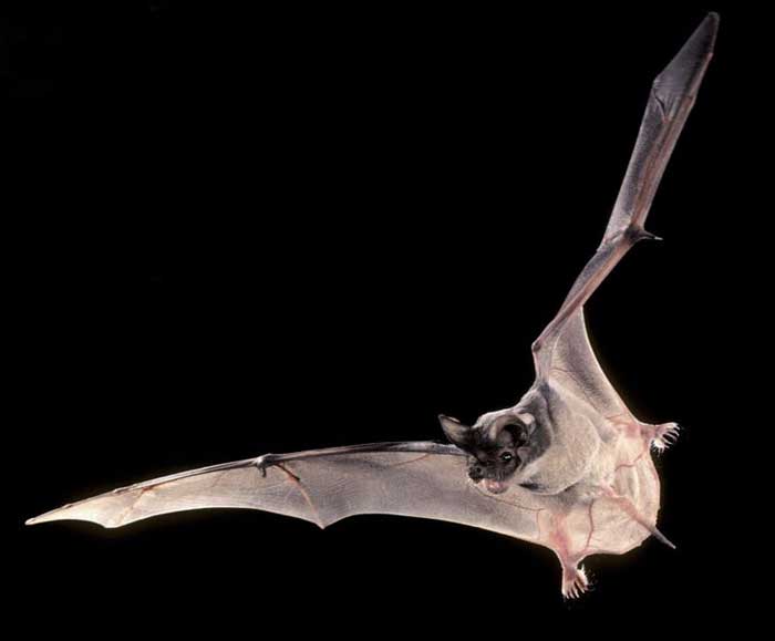 bat in flight