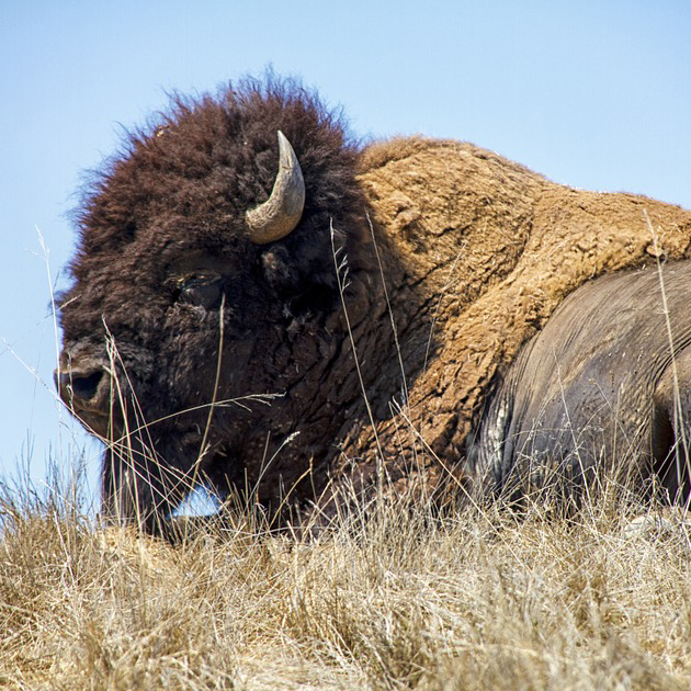 Bison laying in a field