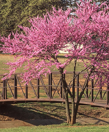A redbud tree blooms with pink flowers